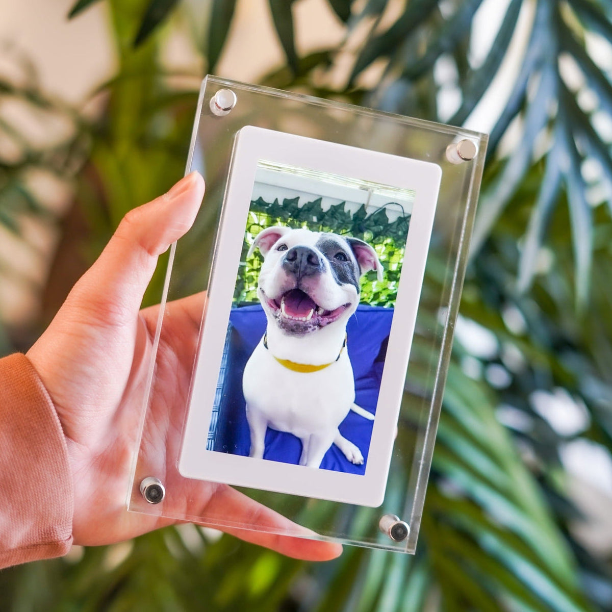 MyHappyPetStore™ Pup Frame Digital Memory Frame