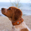 MyHappyPetStore™ Airtag Dog Collar